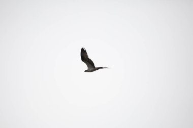 Osprey (Pandion haliaetus) gri gökyüzünde süzülüyor