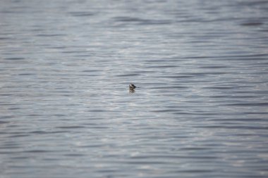 Çamur kaplumbağası (Kinosternon) burnunu suyun üzerine dikizliyor