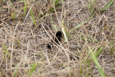 Isabella kaplan güvesi (Pyrrharctia isabella) kuru çayırlara tırmanıyor