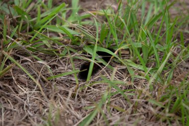 Isabella kaplan güvesi (Pyrrharctia isabella) çimenlerin altında sürünüyor