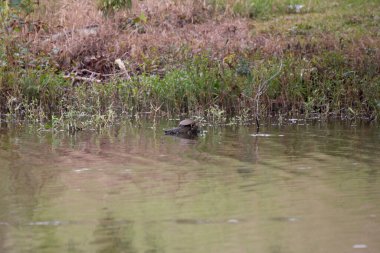 Mississippi harita kaplumbağası (Kinosternon subrubrum) suda bir kütük üzerinde güneşleniyor