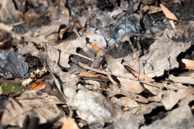 Küçük çekirge kurbağası (Acris crepitans) nemli çamurda yaprak çöpünün üzerinde