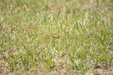 Dişi mavi yusufçuk sineği (Pachydiplax longipennis) bir çimenliğin yakınında gezinir)