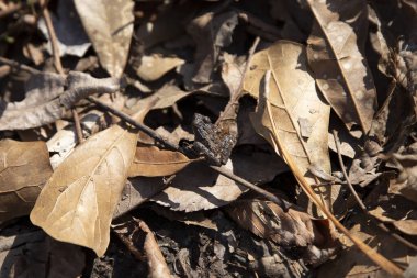 Küçük kuzey kriket kurbağası (Acris crepitans) ölü, yerde kahverengi yapraklar üzerinde