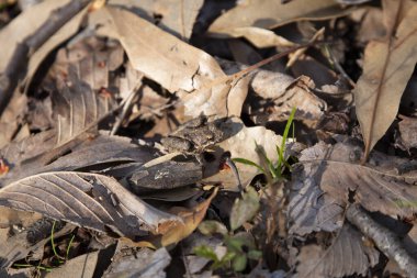 Küçük kuzey kriket kurbağası (Acris crepitans) ölü, yerde kahverengi yapraklar üzerinde