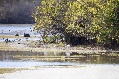 Ördeklerle dolu bir sulak arazinin kenarında üç beyaz sarmaşık (Eudocimus albus) aranıyor.