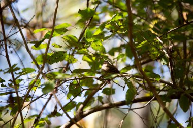 Sarı popolu ötleğen (Setophaga coronata) yeşil yaprakların arasında tünediği yerden etrafına tuhaf bir şekilde bakıyor.