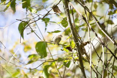 Meraklı sarı popolu ötleğen (Setophaga coronata) tüneğinden etrafına bakıyor