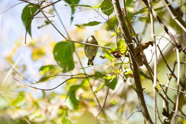 Sarı popolu ötleğen (Setophaga koronata) bir dala iniyor