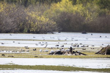 Beyaz sarmaşıklar (Eudocimus albus) ördeklerle dolu bir sulak alanda çürük bir kütüğün yanında yiyecek arıyorlar.