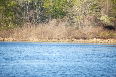 Ağaçlara ve çayırlara götüren berrak mavi su