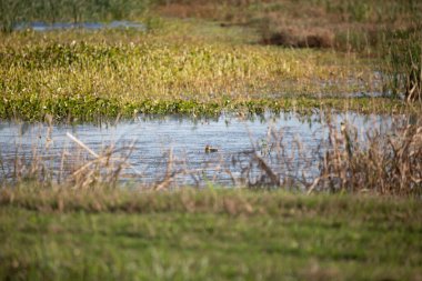 Yeşil ve sarı su bitkileri ve otlarla dolu ördek haczi
