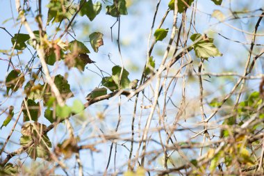 Yakut kaplama küçük krallık (Regulus calendula) yeşil yaprakların yakınındaki bir sarmaşığa konmuş olduğundan daha büyüktür.