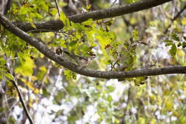 Meraklı Amerikan bülbülü (Turdus migratorius) bir ağaç dalına tüneğinden etrafına bakıyor