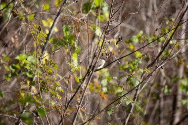 Meraklı doğu Phoebe (Sayornis Phoebe) öne eğiliyor ve tüneğinden etrafına bakıyor
