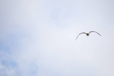 Beyaz Amerikan pelikanı (Pelecanus erythrorhynchos) bulutlu gökyüzünde fotokopi alanı sol üstte, sağ altta ve sağ altta uçuyor.