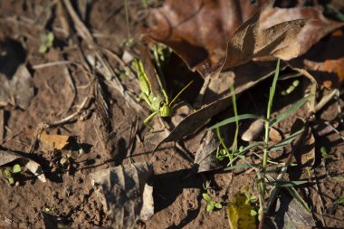 Ölü, kahverengi bir yaprağın üzerine tünemiş kuş çekirgesi (Schistocerca obscura)