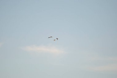 Dört kuzeyli kürekçi ördek sürüsü (Spatula clypeata), arka planda tüylü beyaz bir bulutla mavi bir gökyüzünde uçuyor.