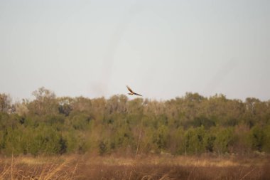 Kuzey harrier (Sirk Hudsonius) alçaktan uçuyor, öğle yemeği için bir ördek haczetme alanını tarıyor