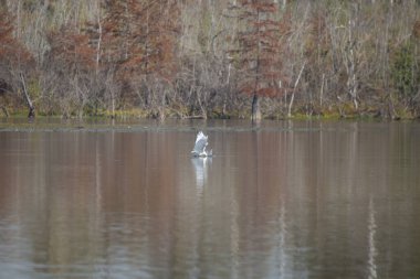 Büyük balıkçıl (Ardea alba) atıştırmalık almak için suya dalıyor