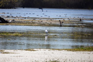 Büyük balıkçıl (Ardea alba) sığ sularda yavaşça yürüyor