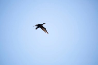Çift tepeli karabatak (Phalacrocorax auritus) mavi gökyüzünde uçar