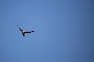Çift tepeli karabatak (Phalacrocorax auritus) mavi gökyüzünde süzülürken dönüş yapar