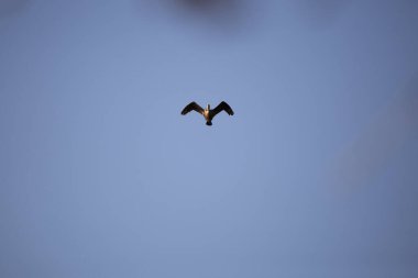 Yavru çift tepeli karabatak (Phalacrocorax auritus) mavi gökyüzünden kameraya doğru uçuyor.