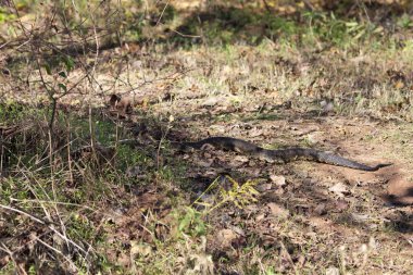 Zehirli pamuk ağız, nam-ı diğer su mokaseni (Agkistrodon piscivorus), aşırı büyümeye doğru kayan yırtıcıları algılamak için dilini sallayarak yaklaşır.
