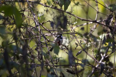 Carolina chickadee (Poecile carolinensis) arka planda yeşillikle birlikte levreğinden şarkı söylüyor