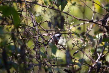 Carolina chickadee (Poecile carolinensis), arka planda yeşillik ile bramble üzerine tünemiştir.