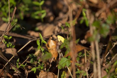 Küçük sarı kelebek (Eurema Lisa) kısmen yaprakların arasına gizlenmiş.