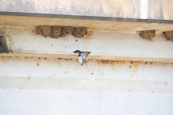 Two cliff swallows (Petrochelidon pyrrhonota) from the same colony fighting