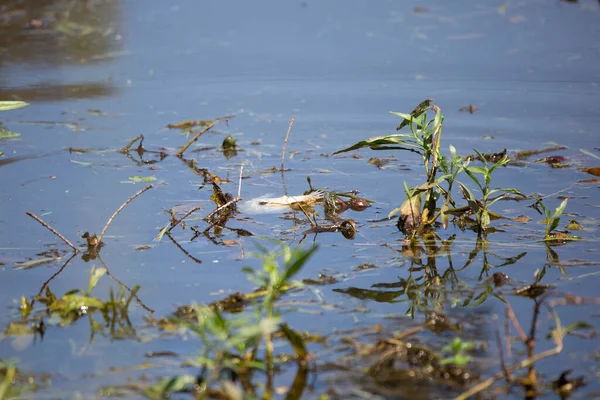 Kırmızı kulaklı sürgücü (Trachemys script ta elegans) ölü, beyaz bir balık yiyor