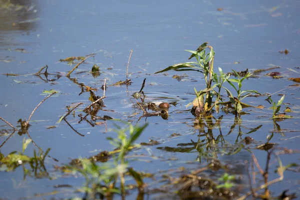Kırmızı kulaklı kaydırıcı (Trachemys script ta elegans) sudan dışarı bakıyor