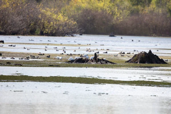 Ördeklerle dolu bir sulak alanda çürük bir kütüğün yanında dokuz beyaz dağ gelinciği (Eudocimus albus) aranıyor.