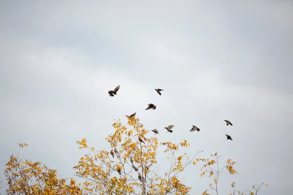 Ten European starlings (Sturnus vulgaris) flying past seven American robins (Turdus migratorius) and a cedar waxwing (Bombycilla cedrorum) in an autumn colored tree