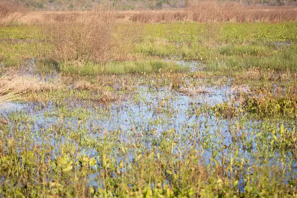 Green aquatic plants, water, and brown grasses growing in a duck impoundment