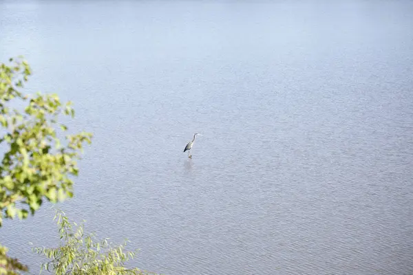 Büyük mavi balıkçıl (Ardea herodias) uzakta suyun içinde hareketsiz duruyor.