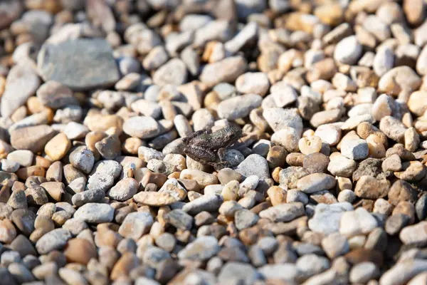 Tiny Blanchard\'s cricket frog (Acris blanchardi) on rocks