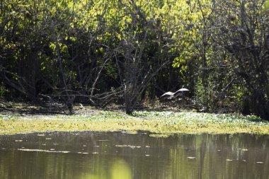 Genç, siyah karınlı, ıslık çalan ördek (Dendrocygna autumnalis) bataklığın kenarında yeşilliklere doğru uçuyor.