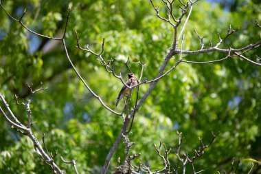 Cedar Waxwing (Bombycilla cedrorum) bir ağaç dalına tüneğinden etrafına bakan kuş