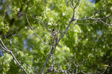 Cedar Waxwing (Bombycilla cedrorum) bir ağaç dalındaki tüneğinden dışarı bakan kuş