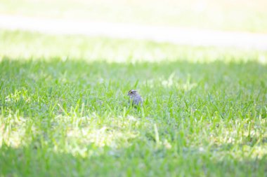 Şirin beyaz boğazlı serçe (Zonotrichia albicollis) otların arasında yiyecek ararken etrafa bakıyor.