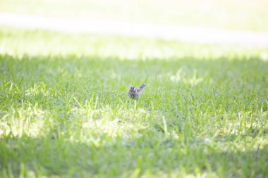 Beyaz boğazlı Serçe (zonotrichia albicollis) yerde yiyecek arıyor