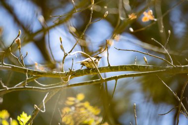 Kırılan serçe (Spizella passerina) omzunun üzerinden ve sağından bakıyor.