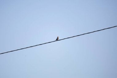 Olgunlaşmamış mavi kuş (Sialia sialis) bir elektrik hattına tünedi