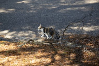 Calico / tekir kedisi yol kenarında yürüyor