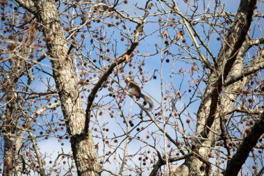 Meraklı doğu gri sincabı (Sciurus carolinensis) omzunun üzerinden bakıyor