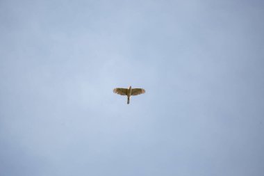 Cooper 'ın şahini (Accipiter Cooperii) mavi gökyüzünde süzülürken etrafına bakıyor